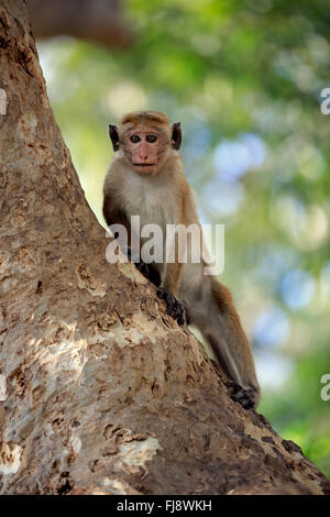 Red Monkey, Erwachsene auf Baum, Yala Nationalpark, Sri Lanka, Asien / (Macaca Sinica) Stockfoto