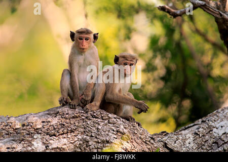 Red Monkey, zwei Erwachsene auf Baum, Yala Nationalpark, Sri Lanka, Asien / (Macaca Sinica) Stockfoto