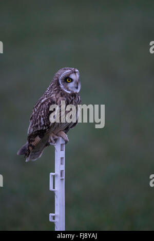Kurzohrige Eulen / Sumpfohreule ( Asio flammeus ) bei Sonnenaufgang in der letzten Dämmerung, hoch auf einem alten Zaunpfahl, Tierwelt, Europa. Stockfoto