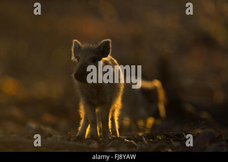 Wildschwein / Wildschwein (Sus Scrofa), zwei Ferkel, stehend Frontal, schöne Hintergrundbeleuchtung Situation. Stockfoto