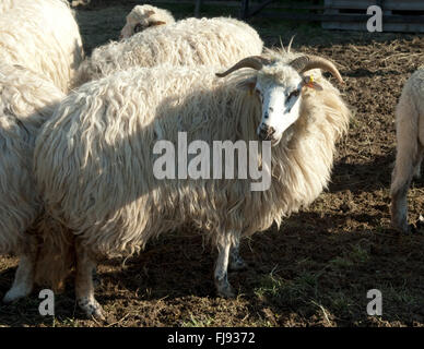 Walachenschafe, Ovis Ammon F. Aries, Zackelschaf Stockfoto