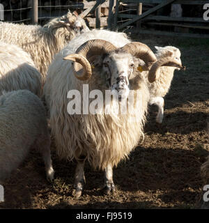 Walachenschafe, Ovis Ammon F. Aries, Zackelschaf Stockfoto