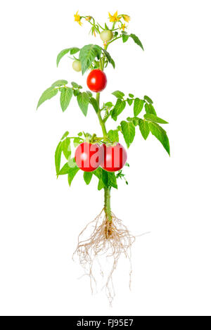 junger Sämling der frische grüne und rote Tomaten Obst und Blumen mit freiliegenden Wurzeln ist isoliert auf weißem Hintergrund, Nahaufnahme Stockfoto