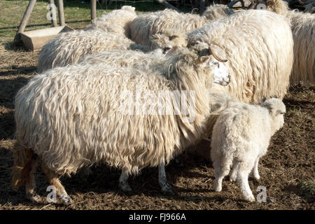 Walachenschafe, Ovis Ammon F. Aries, Zackelschaf Stockfoto