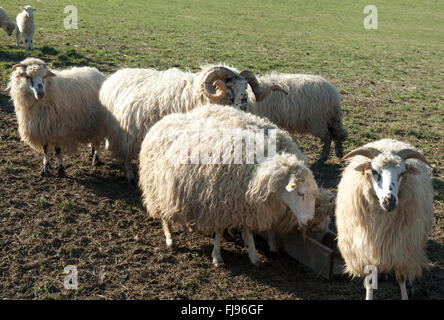 Walachenschafe, Ovis Ammon F. Aries, Zackelschaf Stockfoto