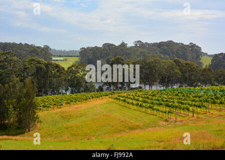 Weingut in Tilba Tilba, New-South.Wales Stockfoto