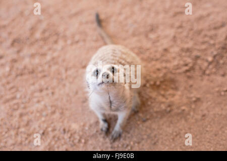 Neugierige Erdmännchen in der Kalahari Stockfoto