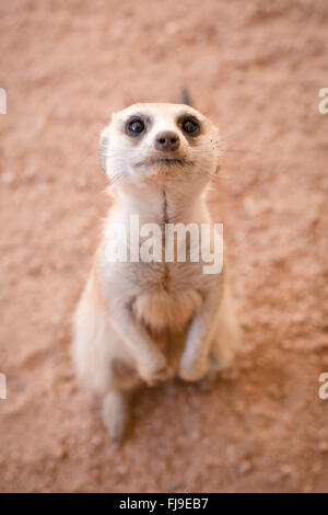 Neugierige Erdmännchen in der Kalahari Stockfoto