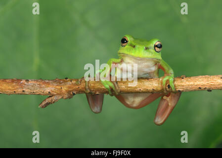 Eine australische Green Tree Frog Blalnced auf einem horizontalen Weinstock mit einem grünen Hintergrund. Stockfoto