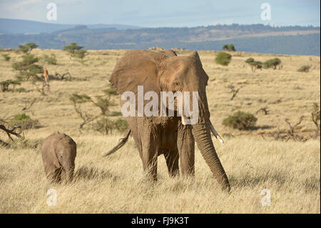 Afrikanischer Elefant (Loxodonta Africana) Mutter und Kalb zu Fuß in Umwelt, Lewa Wildlife Conservancy, Kenia, Oktober Stockfoto