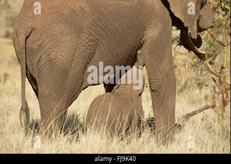 Afrikanischer Elefant (Loxodonta Africana) Kalb versucht, von Mutter, Lewa Willife Conservancy, Kenia, säugen, Oktober Stockfoto