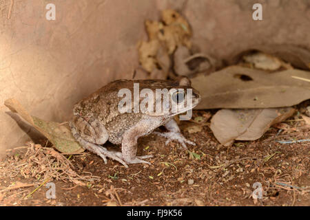 Gutturale Kröte (Bufo Gutturalis) Shaba National Reserve, Kenia, Oktober Stockfoto