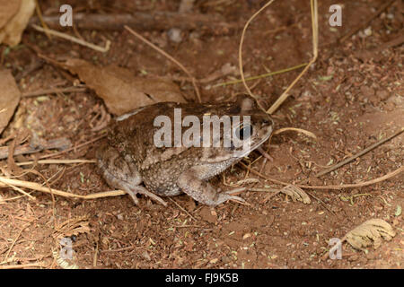 Gutturale Kröte (Bufo Gutturalis) Shaba National Reserve, Kenia, Oktober Stockfoto