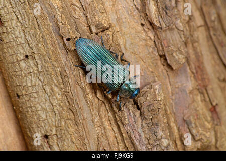 Bupestid Metallic Holz bohren Käfer (Acmaeodera SP.) blau, am Baumstamm, Mathews Berge, Kenya, Oktober Stockfoto