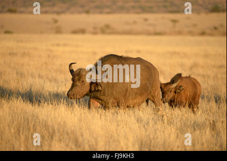 Afrikanischer Büffel (Syncerus Caffer) weiblich zu Fuß durch Trockenrasen mit Kalb, Lewa Wildlife Conservancy, Kenia, O Stockfoto