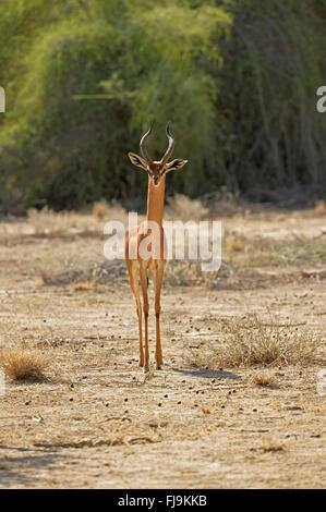 Gerenuk (Litocranius Walleri) männlichen stehen im Freiland, Shaba National Reserve, Kenia, Oktober Stockfoto