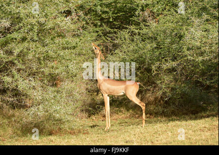 Gerenuk (Litocranius Walleri) Weibchen ernähren sich von Akazie Busch, Shaba National Reserve, Kenia, Oktober Stockfoto