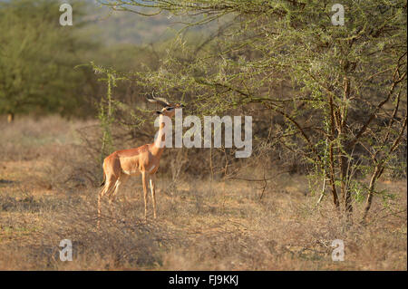 Gerenuk (Litocranius Walleri) Männchen ernähren sich von Akazie Busch, Shaba National Reserve, Kenia, Oktober Stockfoto