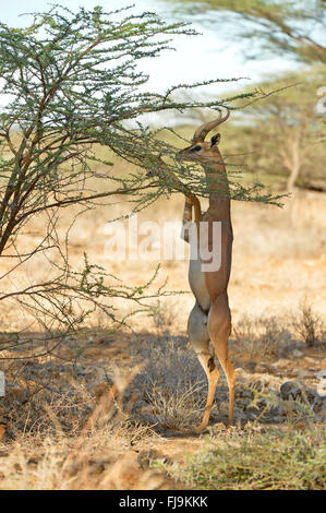 Gerenuk (Litocranius Walleri) männlich auf den Hinterbeinen stehend, Fütterung auf Akazie Busch, Shaba National Reserve, Kenia, Oktober Stockfoto