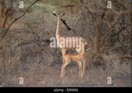 Gerenuk (Litocranius Walleri) Mutter und jungen zusammenstehen, Shaba National Reserve, Kenia, Oktober Stockfoto