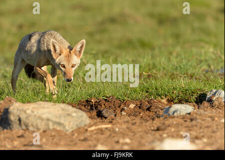 Goldschakal (Canis Aureus) Erwachsenen kauerte in kurzen Rasen, Shaba National Reserve, Kenia, Oktober Stockfoto