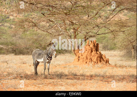 GREVY Zebra (Equus Grevyi) einsamer Hengst stehen im trockenen Scubland, neben Termite Mound, Shaba National Reserve, Kenia, Oktober Stockfoto