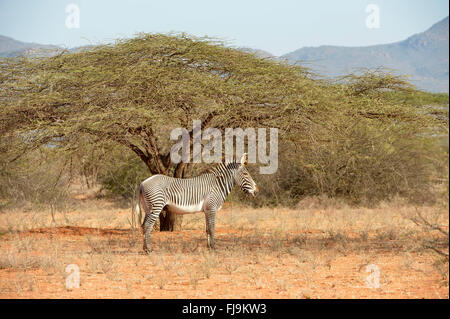 GREVY Zebra (Equus Grevyi) einsamer Hengst stehen im trockenen Scubland, Shaba National Reserve, Kenia, Oktober Stockfoto