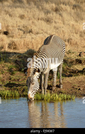 GREVY Zebra (Equus Grevyi) einsamer Hengst trinken, Lewa Wildlife Conservancy, Kenia, Oktober Stockfoto