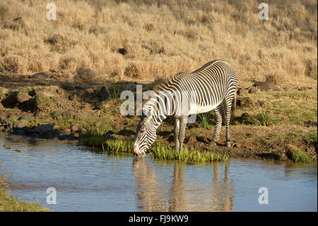 GREVY Zebra (Equus Grevyi) einsamer Hengst trinken, Lewa Wildlife Conservancy, Kenia, Oktober Stockfoto