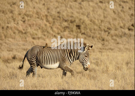 GREVY Zebra (Equus Grevyi) einsamer Hengst zu Fuß durch lange Trockenrasen, rot-billed Oxpeckers auf Rückseite, Lewa Wildlife Conservan Stockfoto