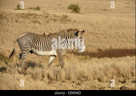 GREVY Zebra (Equus Grevyi) einsamer Hengst zu Fuß durch lange Trockenrasen, rot-billed Oxpeckers auf Rückseite, Lewa Wildlife Conservan Stockfoto