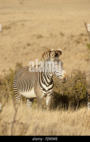 GREVY Zebra (Equus Grevyi) einsamer Hengst stehen in langen trockenen Grases, rot-billed Oxpeckers auf Rückseite, Lewa Wildlife Conservancy, Stockfoto