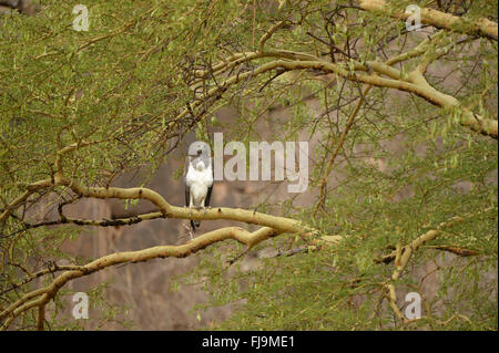 Martial Eagle (monotypisch Bellicosus) Erwachsenen thront in Akazie mit volle Ernte, Lewa Wildlife Conservancy, Kenia, Oktober Stockfoto