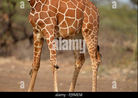 Netzartige Giraffe (Giraffa Plancius Reticulata) Nahaufnahme von Beinen, mit rot-billed Oxpeckers, Shaba National Reserbve, Ke Stockfoto