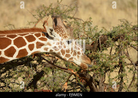 Netzartige Giraffe (Giraffa Plancius Reticulata) Nahaufnahme des Kopfes, Fütterung auf Akazienblätter, Zunge verlängert, Shaba Natio Stockfoto