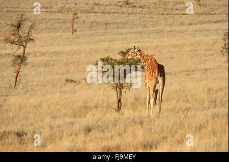 Netzartige Giraffe (Giraffa Plancius Reticulata) juvenile ernähren sich von kleinen Akazienbaum, Shaba National Reserve, Kenia, Oc Stockfoto