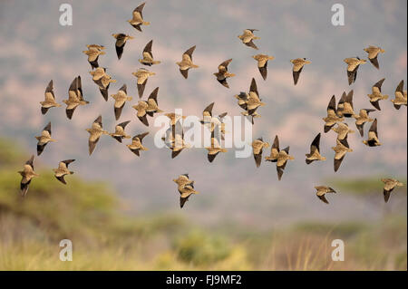 Black-faced Sandgrouse (Pterocles Decoratus) Herde von Weibchen im Flug, Lewa Wildlife Conservancy, Kenia, Oktober Stockfoto