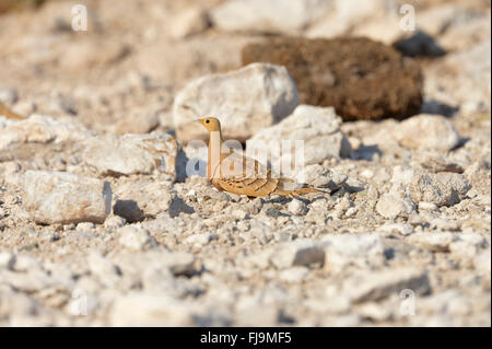 Kastanie-bellied Sandgrouse (Pterocles Exustus) männlich stehend auf felsigen Boden, Lewa Wildlife Conservancy, Kenia, Oktober Stockfoto