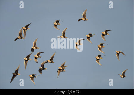 Black-faced Sandgrouse (Pterocles Decoratus) Herde von Männchen und Weibchen im Flug, Lewa Wildlife Conservancy, Kenia, Oktober Stockfoto