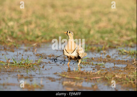 Black-faced Sandgrouse (Pterocles Decoratus) männlich trinken Pool, Lewa Wildlife Conservancy, Kenia, Oktober Stockfoto