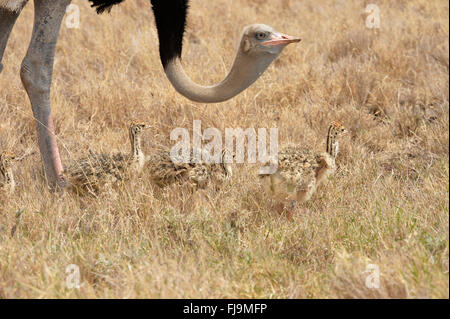 Somali-Strauß (Struthio Molybdophanes) Männchen mit drei Küken, Lewa Wildlife Conservancy, Kenia, Oktober Stockfoto