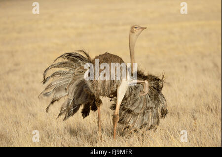 Somali-Strauß (Struthio Molybdophanes) Erwachsenfrau Flügel Ausbreitung zeigt unter Lewa Wildlife Conservancy, Kenia, Oktober Stockfoto