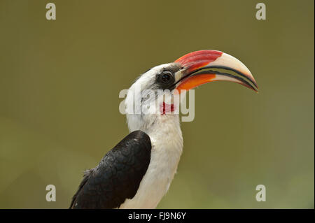 Von der Decken-Toko (Tockus Deckeni)-Porträt von Männchen, Shaba National Reserve, Kenia, Oktober Stockfoto