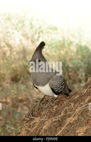 White-bellied Go-away-Bird (Criniferoides Leucogaster) Erwachsene auf Baum Ast, Shaba National Reserve, Kenia, Oktober Stockfoto