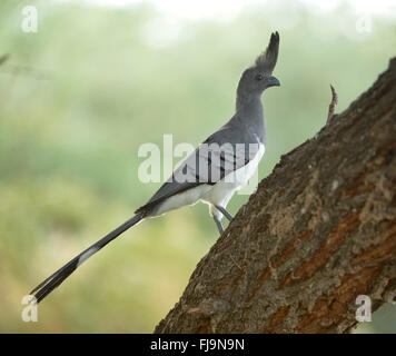 White-bellied Go-away-Bird (Criniferoides Leucogaster) Erwachsenen gehockt Baum Ast, Shaba National Reserve, Kenia, Oktober Stockfoto