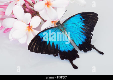 Schöner blauer Papilio ulysses Schmetterling auf Frangipani / Plumeria Blüten mit weißem Hintergrund Stockfoto