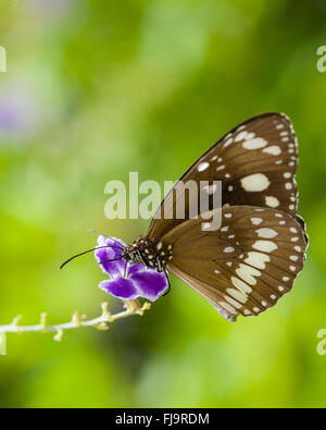 Gemeiner Krähenschmetterling, Euploea Kern, auf purpurner duranta Blume von Geisha Mädchen im tropischen Garten Stockfoto