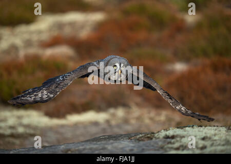 Großgraue Eulen / Bartkauz ( Strix nebulosa ) im Jagdflug, nahe über dem Boden, im Herbst, herbstliche boreale Farben, Europa. Stockfoto