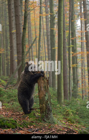 Europäische Braunbär (Ursus arctos), süße Cub, steht auf seinen Hinterbeinen, die Erkundung einer morschen Baumstamm, auf der Suche nach Nahrung. Stockfoto
