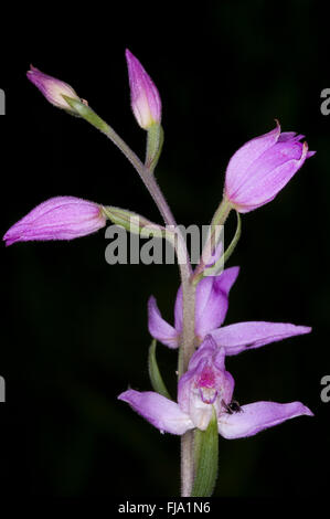 Sehr seltene, vom Aussterben bedrohte Red Helleborine, Cephalanthera Rubra, südlichen Großbritannien, und jetzt stark wegen Vandalismus geschützt Stockfoto